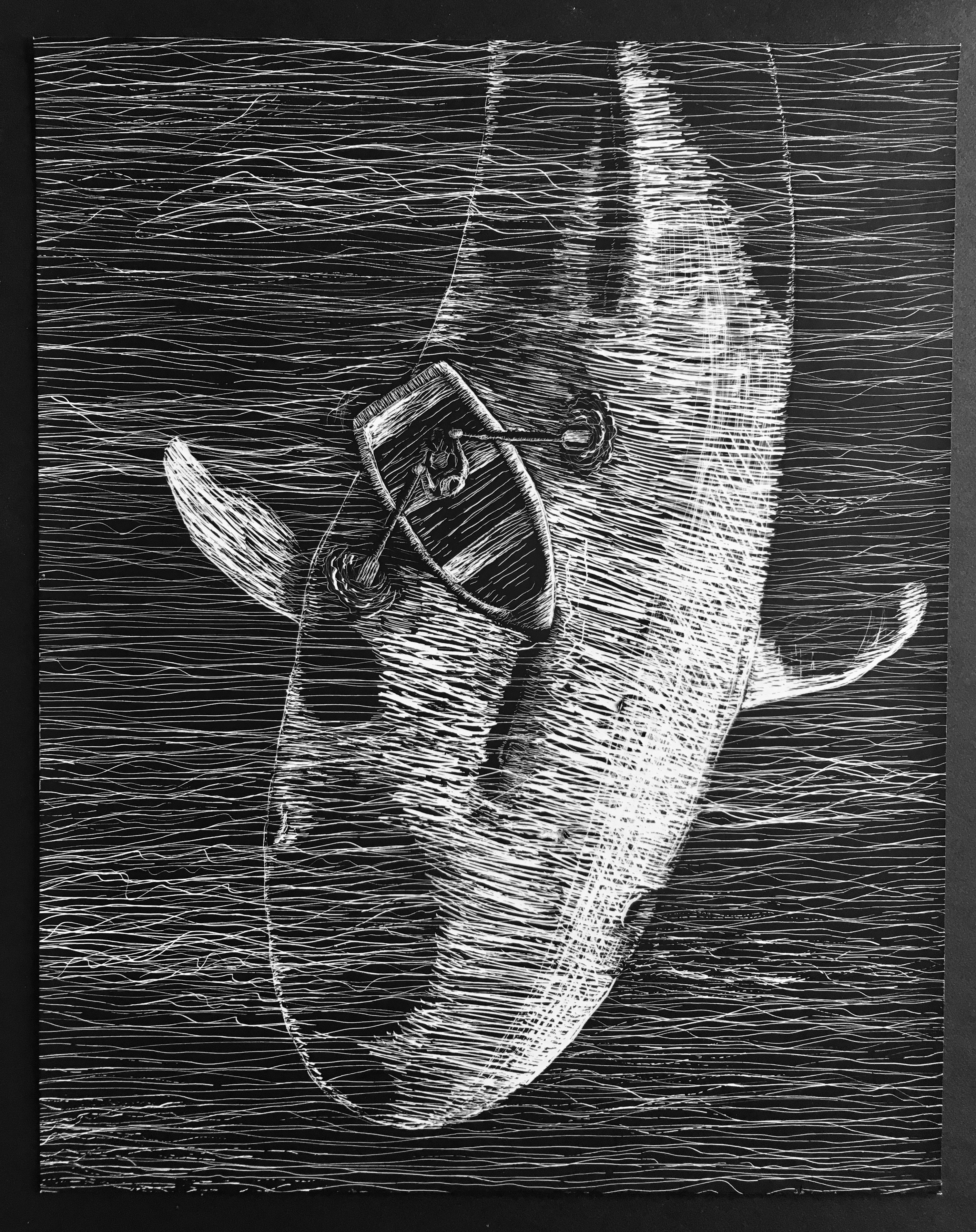 Whale_Illustration